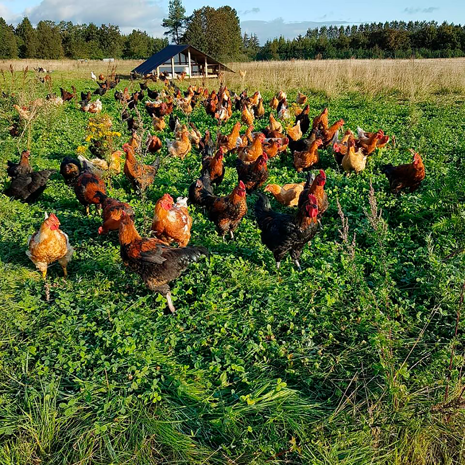 Økologisk kylling Aalborg