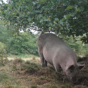 Økologiske grise Aalborg