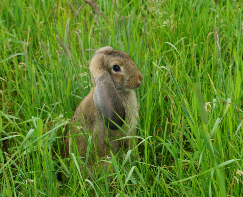 Økologisk kanin