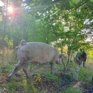 Økologiske grise i Aalborg