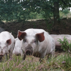Økologiske grise Aalborg